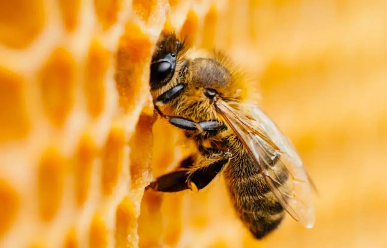 abeille sur miel